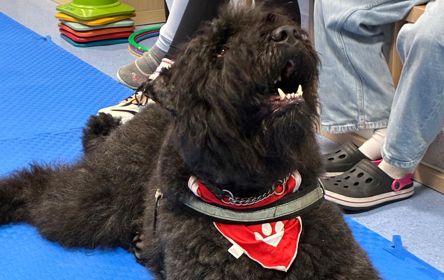 Grace – unsere Schulhündin