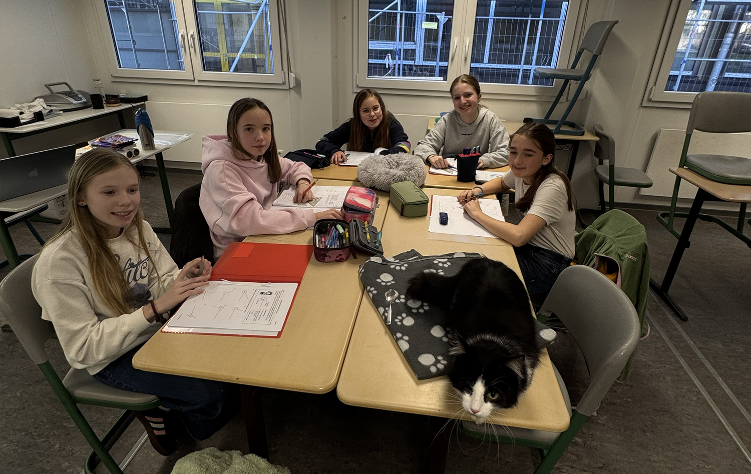 Pilotprojekt Schulkatzen